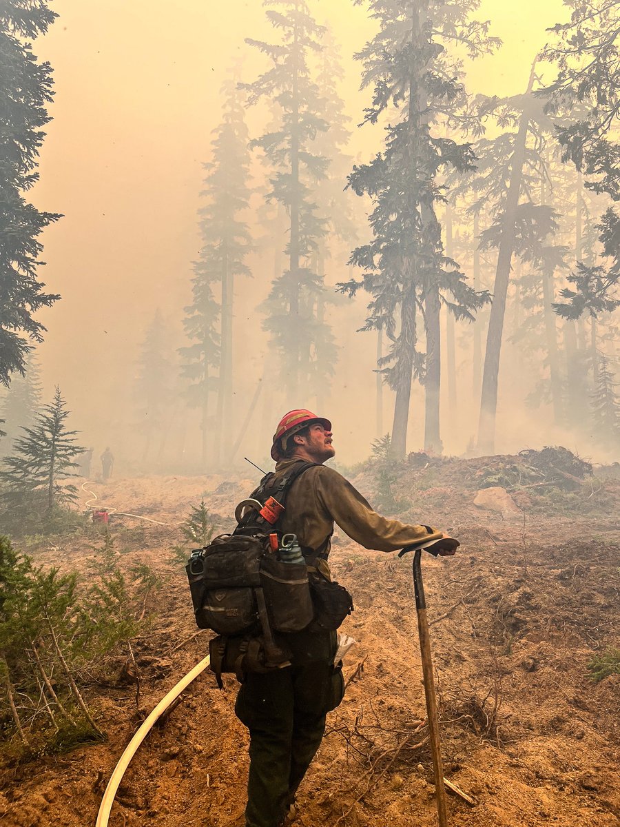 Grayback Forestry tweet media