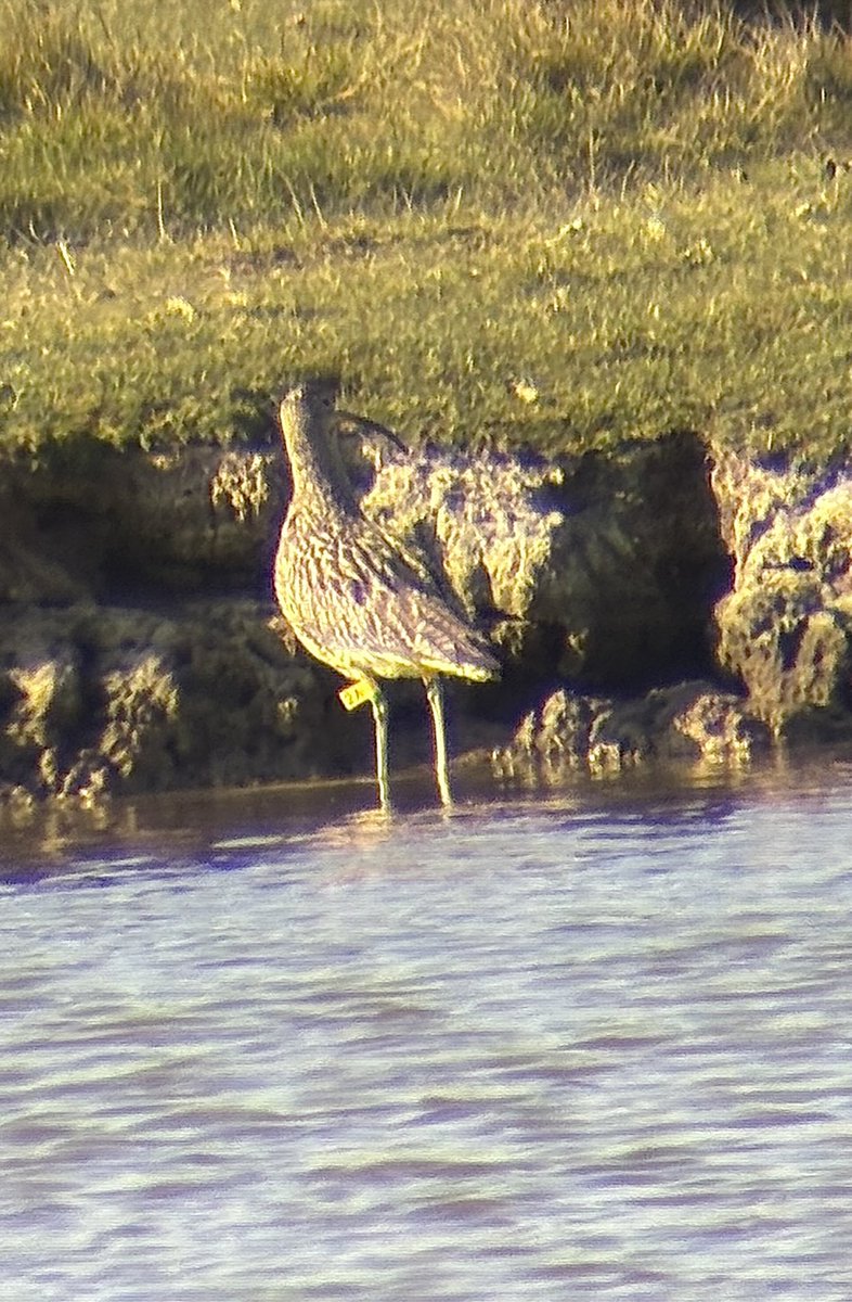 Tan Grigg (@griggtan) on Twitter photo Lovely to catch up with 2A today at Hayle RSPB. He’s a headstarted bird that was released on Dartmoor in August 2024 as part of the Dartmoor Curlew Recovery Project. <a href="/KaneBrides/">Kane Brides</a> <a href="/Dan_Gornall/">Daniel Gornall</a> <a href="/JordanPargeter/">Jordan Pargeter</a> Lovely to catch up with 2A today at Hayle RSPB. He’s a headstarted bird that was released on Dartmoor in August 2024 as part of the Dartmoor Curlew Recovery Project. <a href="/KaneBrides/">Kane Brides</a> <a href="/Dan_Gornall/">Daniel Gornall</a> <a href="/JordanPargeter/">Jordan Pargeter</a>
