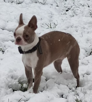 millypod1's tweet photo. SKYE IS HOME SAFE. THANKS FOR RT's 😊🐕🐾

UPDATED TO #STOLEN @WMPolice

Seen being picked up by a male/female from outside a pub
https://t.co/mUo0XsU5Nh
🆘20 MAR 2025 #Lost SKYE #ScanMe
Brown &amp; White Boston Terrier Female 
 #BartleyGreen #Birmingham #B32 https://t.co/goTTx5euPL https://t.co/fW9LO2tFA4