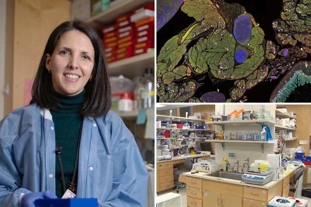 Long Island lab discovers breakthrough against pancreatic cancer trib.al/G7sBf3S