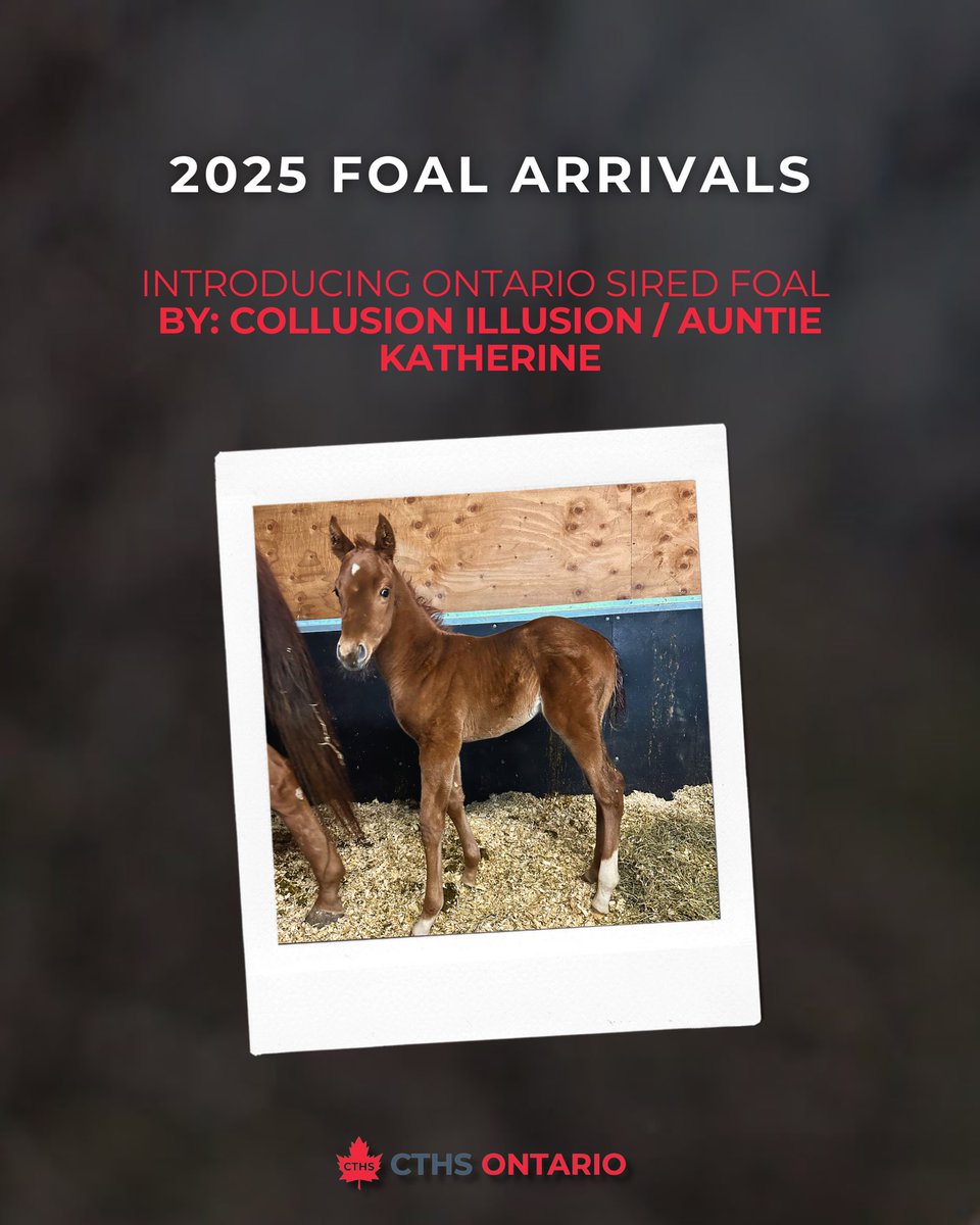 CTHSOntario's tweet photo. Introducing 2025 Ontario Sired Foals by: 

Collusion Illusion / Auntie Katherine

Collusion Illusion / Seductionist

DM us your 2025 foal photos and sire info – we’ll reshare them on our page to showcase future stars! 🌟 https://t.co/3jd5Lxasaz