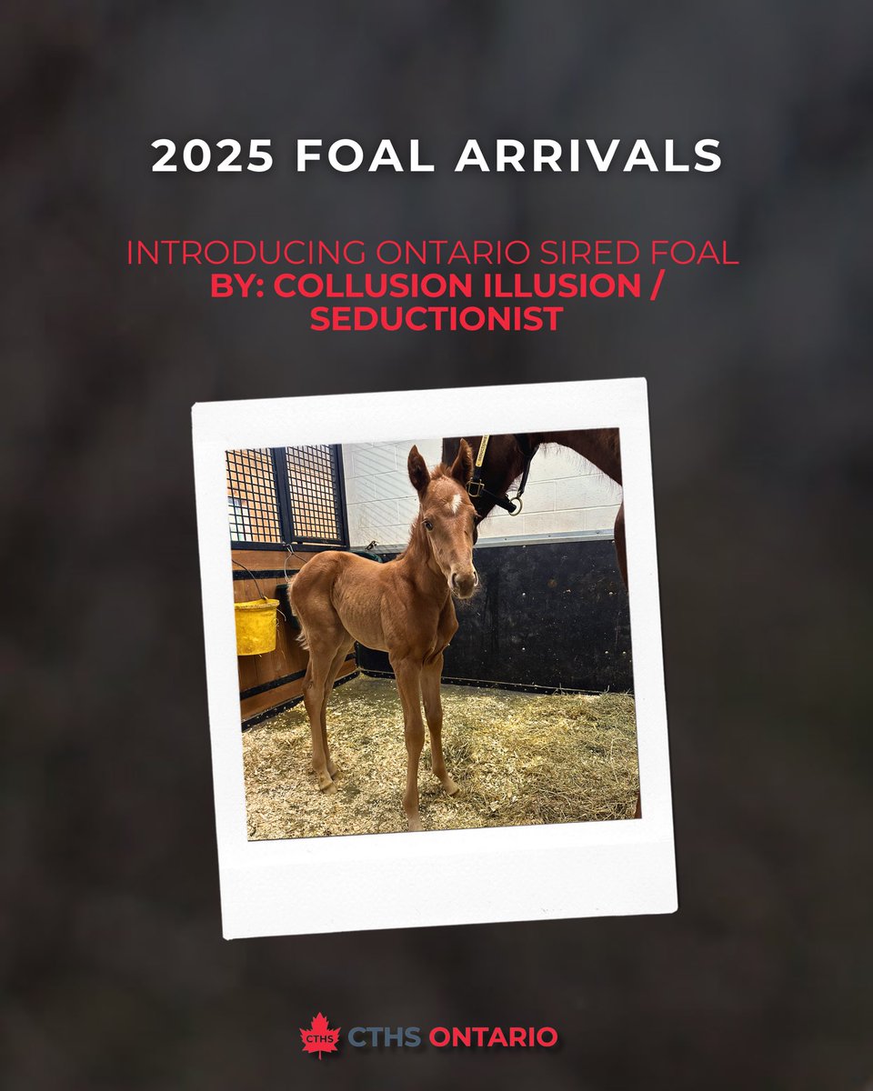 CTHSOntario's tweet photo. Introducing 2025 Ontario Sired Foals by: 

Collusion Illusion / Auntie Katherine

Collusion Illusion / Seductionist

DM us your 2025 foal photos and sire info – we’ll reshare them on our page to showcase future stars! 🌟 https://t.co/3jd5Lxasaz
