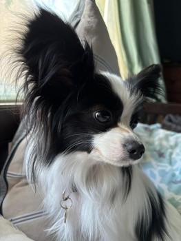 millypod1's tweet photo. POPPET HOME SAFE. THANKS FOR RT's
๐8 APR 2025 #Lost POPPET #ScanMe #Tagged
Black & White Papillon Female
LEAD ATTACHED
Sullivan Road #Camberley #GU15
Very nervous #Rescue, got spooked and bolted from owner, across the #A30 & into the RMA Sandhurst site
https://t.co/QkqHX3PEig https://t.co/OXqYdTqyzQ