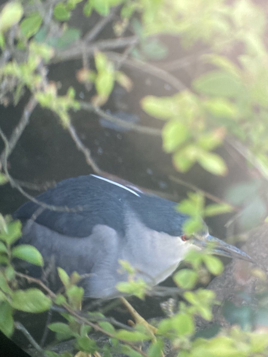 The adult Night Heron showing very well at Slapton Bridge 710pm-740pm at least-in exactly the same place as the previous ones in 21 and 22- could it be the same one back for a 5th spring ? Also the adult Purple Heron seen in flight over the Higher Ley at 1840pm and 1934pm
