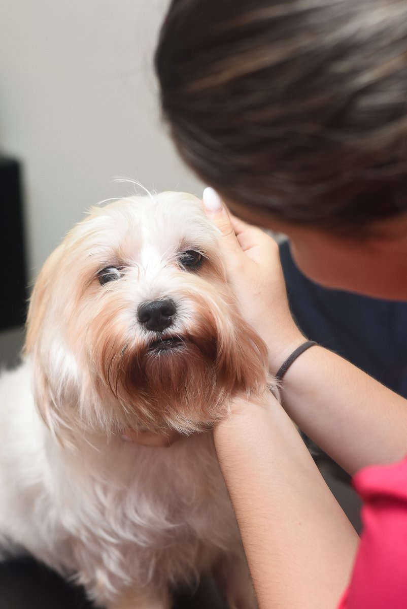 AnimedRD's tweet photo. 🐶💖 Cada peludito que llega a Animed siempre recibe muchos mimos de parte de la #FamiliaAnimed. 🐾✨ ¡Porque el amor que tenemos por las mascotas se siente en cada visita! 😍🥰 https://t.co/z1QhnvI62F