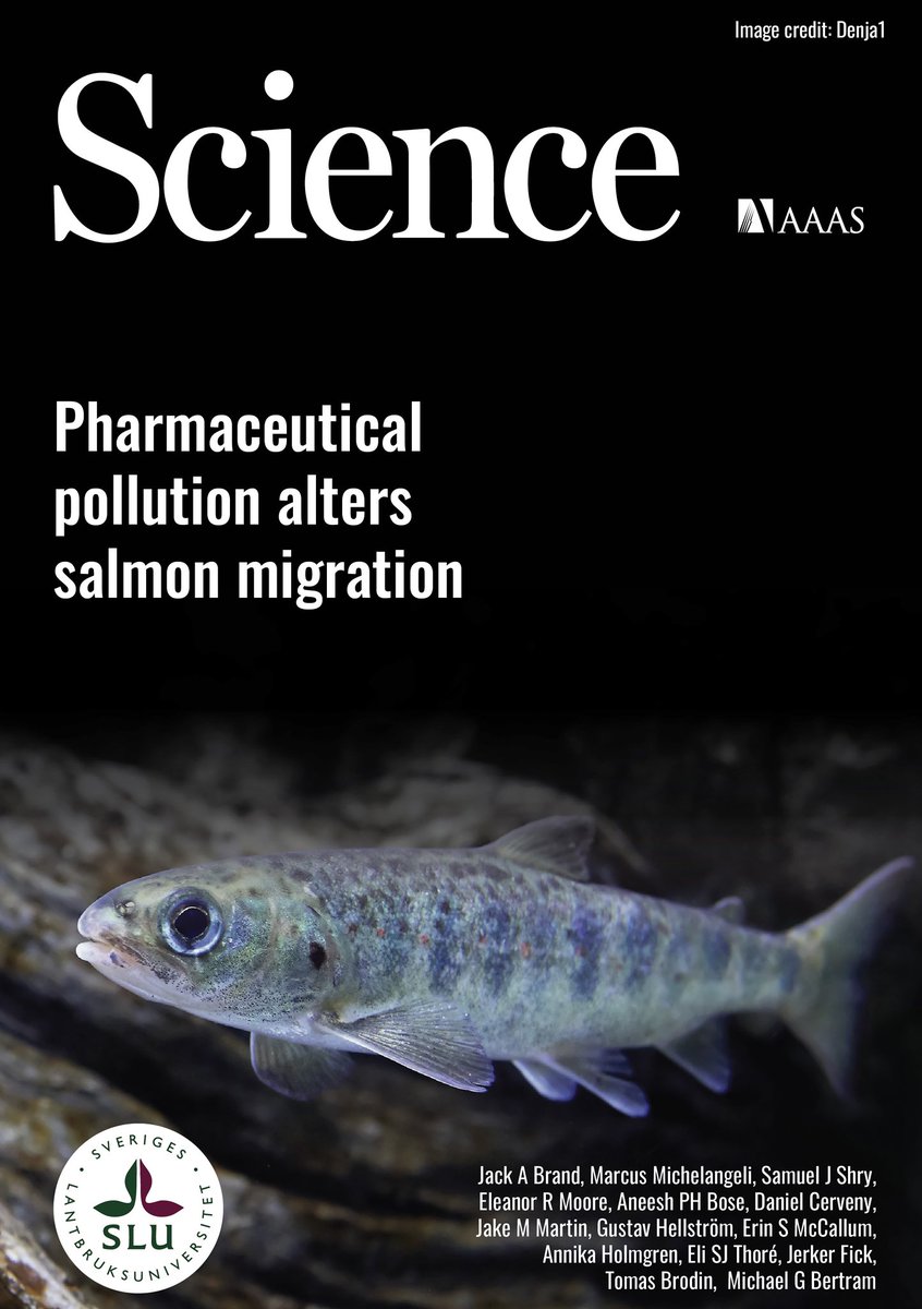 Jack Brand (@jackandrewbrand) on Twitter photo Super happy to see our new article on how pharmaceutical pollution can influence salmon migration out in <a href="/ScienceMagazine/">Science Magazine</a>!
This was a huge effort by a great team of researchers over the last few years!
You can read the paper here: science.org/doi/10.1126/sc…! Super happy to see our new article on how pharmaceutical pollution can influence salmon migration out in <a href="/ScienceMagazine/">Science Magazine</a>!
This was a huge effort by a great team of researchers over the last few years!
You can read the paper here: science.org/doi/10.1126/sc…!