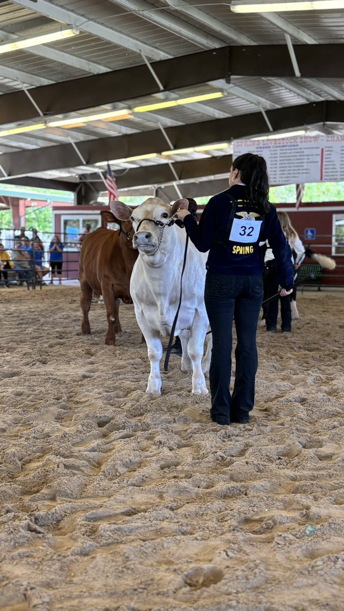 Alexia Tijerina grand champion steer!!! <a href="/SpringISD_CTE/">SpringISD_CTE</a> <a href="/SPRINGHIGHLIONS/">Spring High School</a> #WeAreSpring