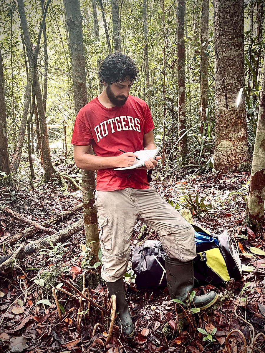 CORE Borneo (@coreborneo) on Twitter photo Congrats to <a href="/will_aguado/">Will Aguado</a> and team on the publication of his first dissertation chapter focusing on the importance of a single plant species to the #Tuanan #orangutan diet. doi.org/10.1002/ajpa.7… Congrats to <a href="/will_aguado/">Will Aguado</a> and team on the publication of his first dissertation chapter focusing on the importance of a single plant species to the #Tuanan #orangutan diet. doi.org/10.1002/ajpa.7…