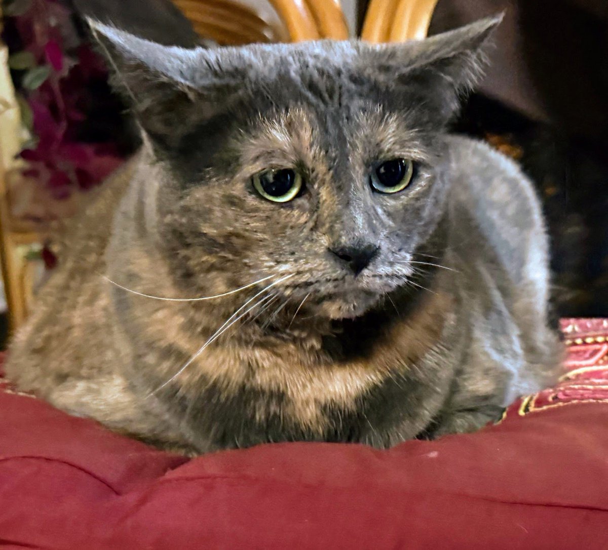 Joyce Carol Oates tweet media