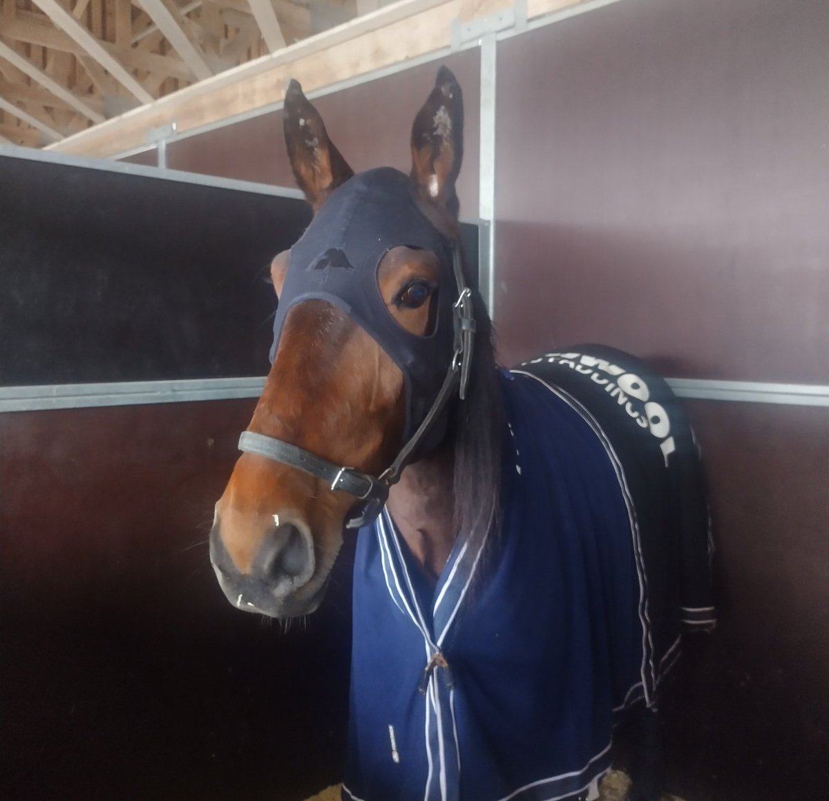 Pappappero...🥇 #ravit <a href="/oulunravit/">Äimärautio</a> #haukipudashorseclub <a href="/EijaSorvisto/">Eija Sorvisto</a>