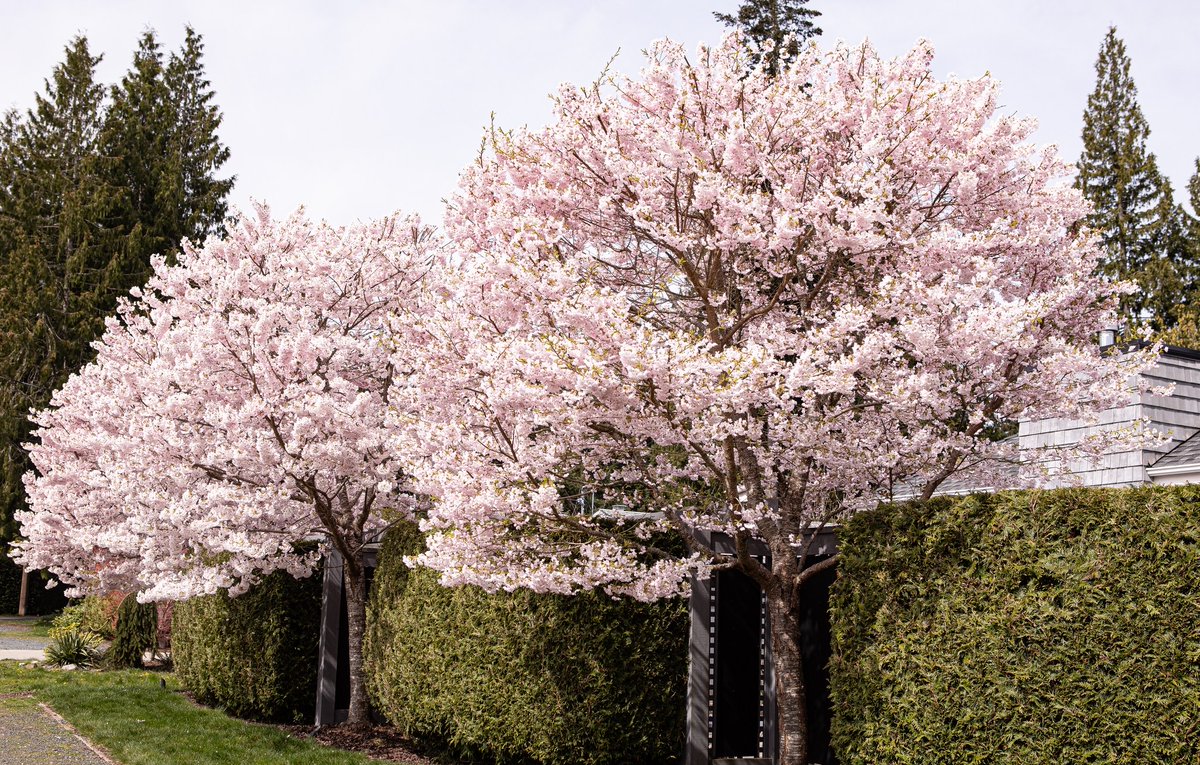 oceansidethings's tweet photo. Fresh blooms, where is the best place to see cherry blossoms in the oceanside area?

Credit: Mark M

#qualicumbeach #qualicum #vancouverisland https://t.co/bPOYYOpSFK