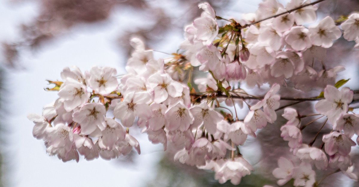 oceansidethings's tweet photo. Fresh blooms, where is the best place to see cherry blossoms in the oceanside area?

Credit: Mark M

#qualicumbeach #qualicum #vancouverisland https://t.co/bPOYYOpSFK