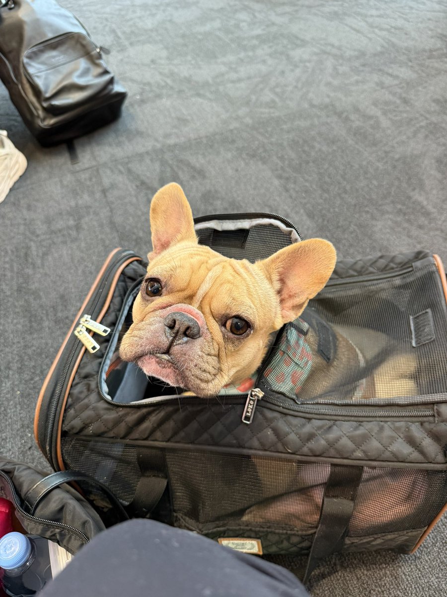 Bags? Packed. Alpha? Loaded.
Next Stop: @funkybit_fun 
$MISA launches tomorrow. Don’t get left at the station.