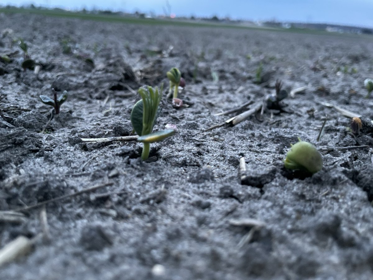 guciowsk's tweet photo. I tak się nie opłaca
#rolnikowisamorosnie #rolnictwo #agro #agrokontent #rolnictwotowiecejnizpasja #pszenica #lubin #groch https://t.co/5k3BC7sa2p