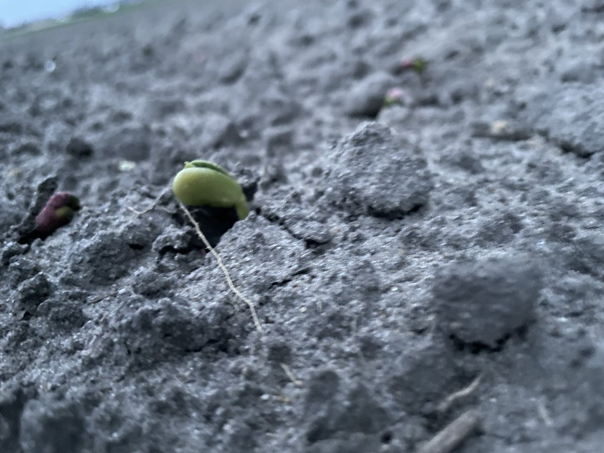 guciowsk's tweet photo. I tak się nie opłaca
#rolnikowisamorosnie #rolnictwo #agro #agrokontent #rolnictwotowiecejnizpasja #pszenica #lubin #groch https://t.co/5k3BC7sa2p