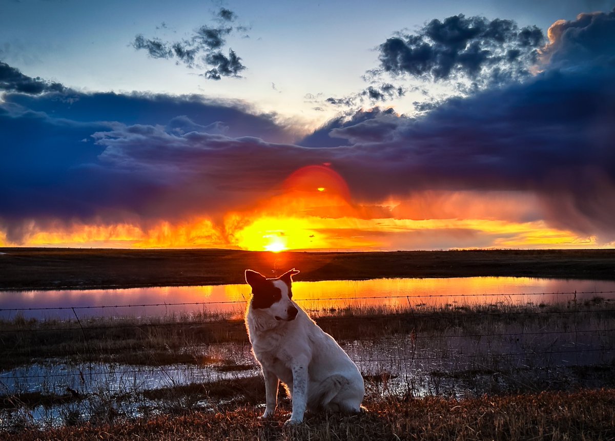 TKRanch's tweet image. We are getting some runoff the last 3 days, some sloughs, dams and dugouts are being filled what a blessing after years of dwindling surface water. Kayla sent me this photo of their dog Jill that she took last night in front of a little dugout beside the road. 

#runoff