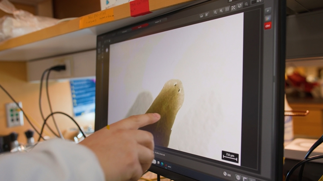 U-M Medical School Research (@umichmedscience) on Twitter photo Researchers <a href="/umichmedicine/">Michigan Medicine</a> are studying planarians as a model system for aging research because they are considered immortal and can regenerate body parts. Their findings were recently published in <a href="/NatureAging/">Nature Aging</a>. michmed.org/w4ngW Researchers <a href="/umichmedicine/">Michigan Medicine</a> are studying planarians as a model system for aging research because they are considered immortal and can regenerate body parts. Their findings were recently published in <a href="/NatureAging/">Nature Aging</a>. michmed.org/w4ngW