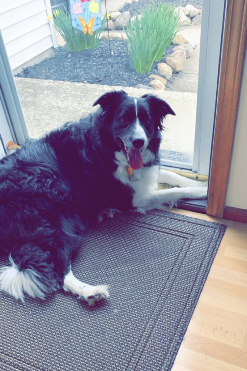 Haley_Brice's tweet photo. Is anyone interested in a Border Collie? I am trying to re home my border collie that’s 11 years old. If interested please PM me for more details and must live in Ohio. https://t.co/8EmfLciOIp