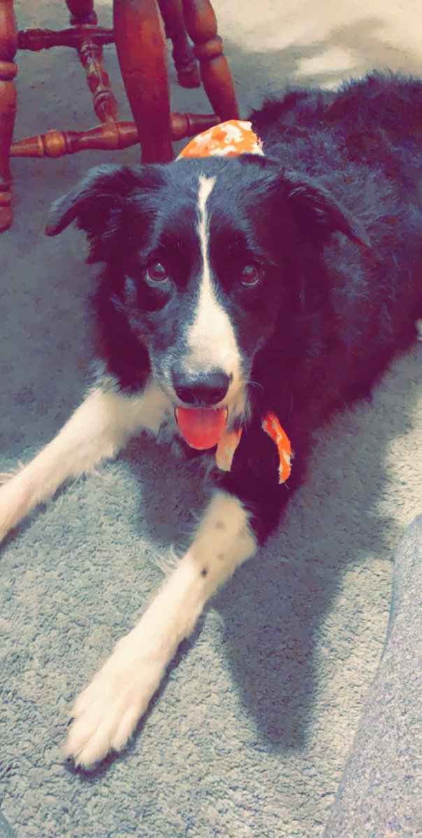 Haley_Brice's tweet photo. Is anyone interested in a Border Collie? I am trying to re home my border collie that’s 11 years old. If interested please PM me for more details and must live in Ohio. https://t.co/8EmfLciOIp