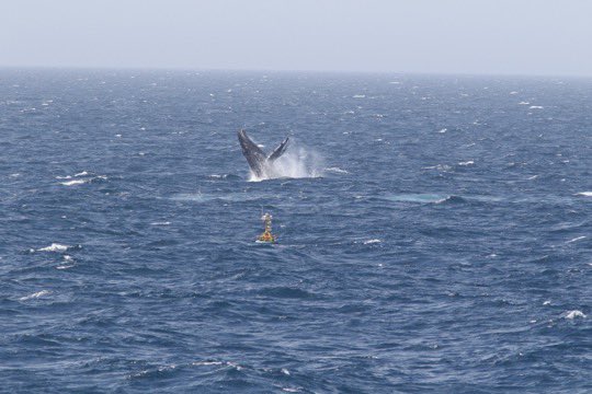 R/V Neil Armstrong (@rv_neil) on Twitter photo This whale put on a great show for us last week.  This photo doesn’t do it justice but we need to share it with all of you.
Photo credit PD. This whale put on a great show for us last week.  This photo doesn’t do it justice but we need to share it with all of you.
Photo credit PD.
