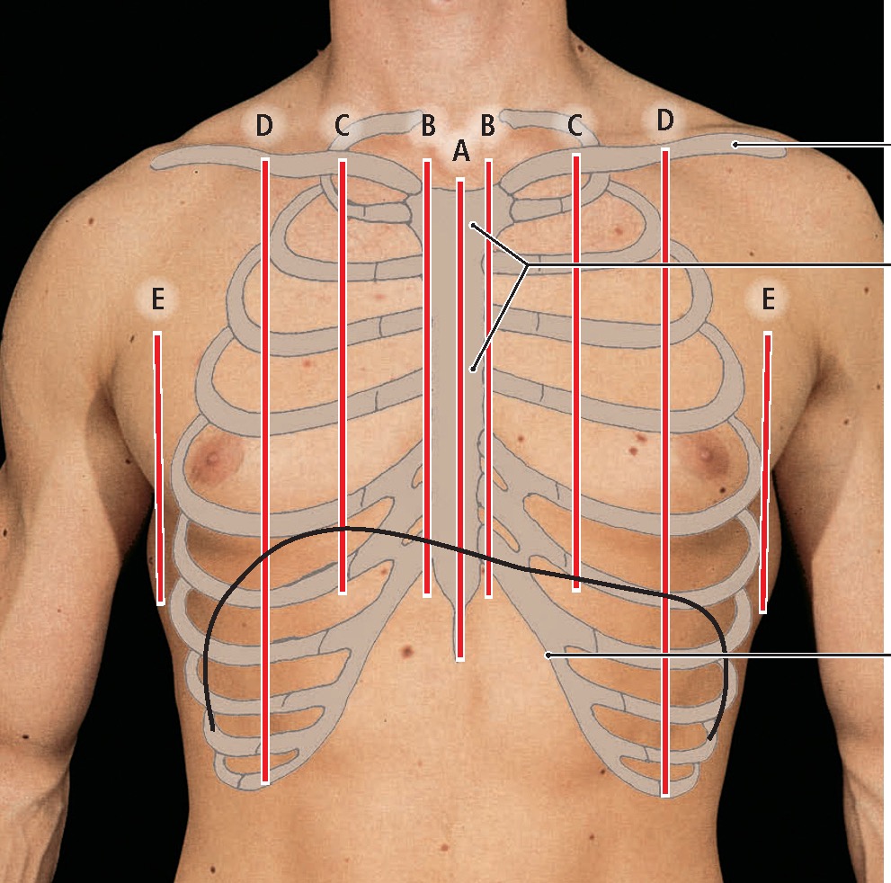 Líneas de referencia topográfica (región anterior)
📌A: Línea media anterior
📌B: Línea esternal
📌C: Línea paraesternal
📌D: Línea medioclavicular
📌E: Línea axilar anterior
📚Fuente: Atlas de anatomía humana. Rohen, Johannes © 2021