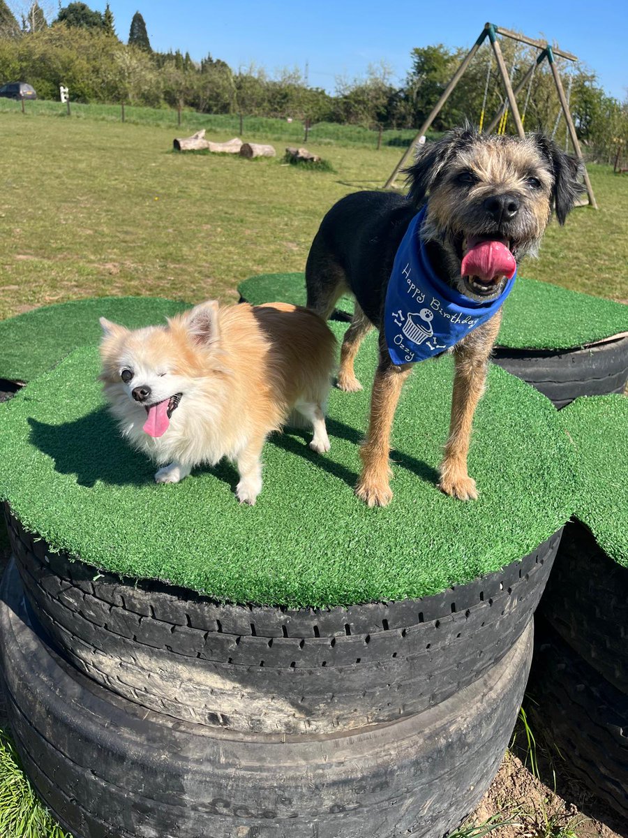 GASH_Bob's tweet photo. Happy 9th birthday Ozz 🎂 🥳 https://t.co/EqvSmkh6mL