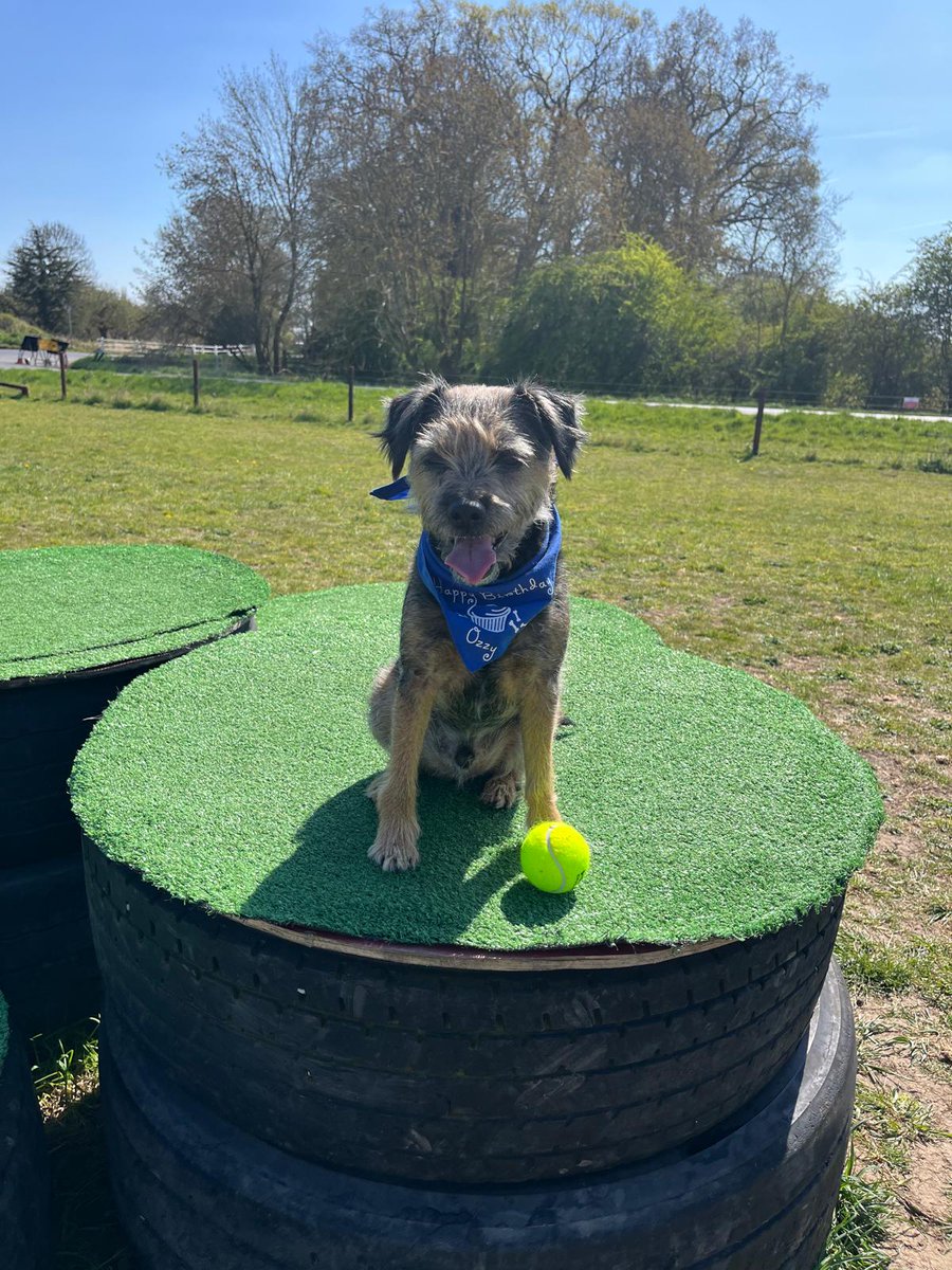 GASH_Bob's tweet photo. Happy 9th birthday Ozz 🎂 🥳 https://t.co/EqvSmkh6mL