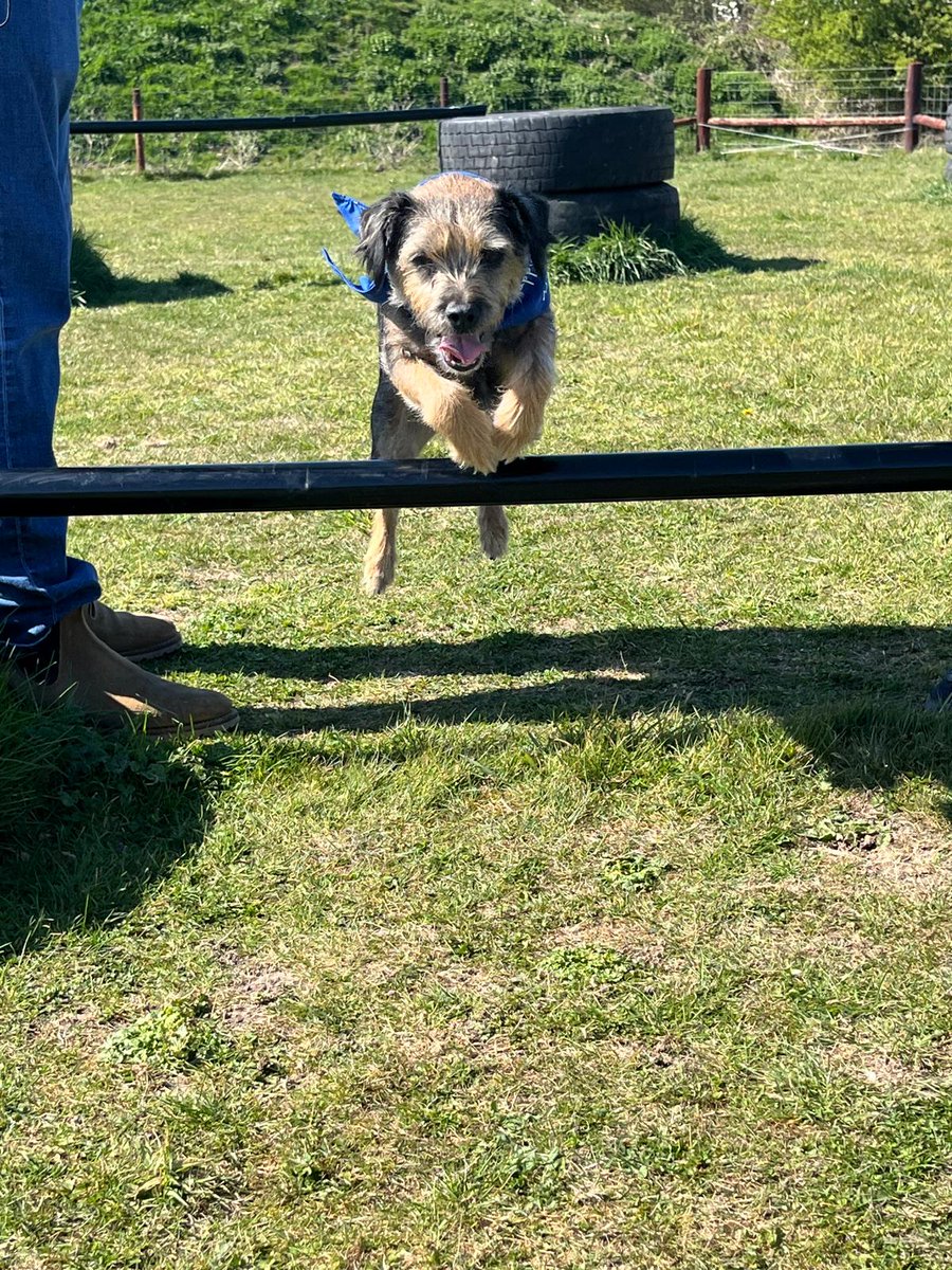 GASH_Bob's tweet photo. Happy 9th birthday Ozz 🎂 🥳 https://t.co/EqvSmkh6mL