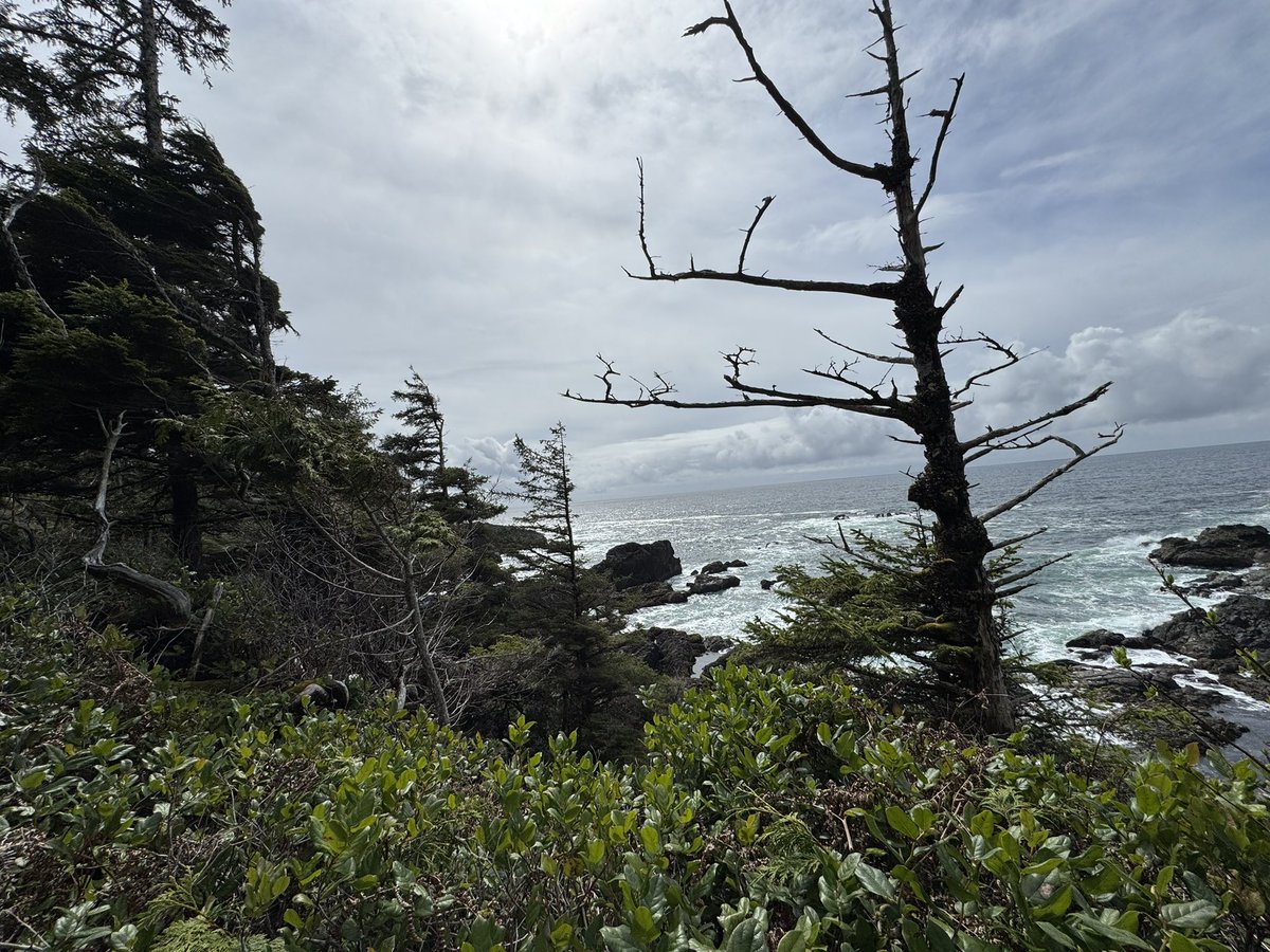 IAmCarlJensen's tweet photo. Another stunning visit to the beautiful Wild Pacific Trail in #Ukee on the Wild West Coast of #VanIsle! #Tofino @TourismUcluelet @UclueletGov https://t.co/5jodWTCwKZ