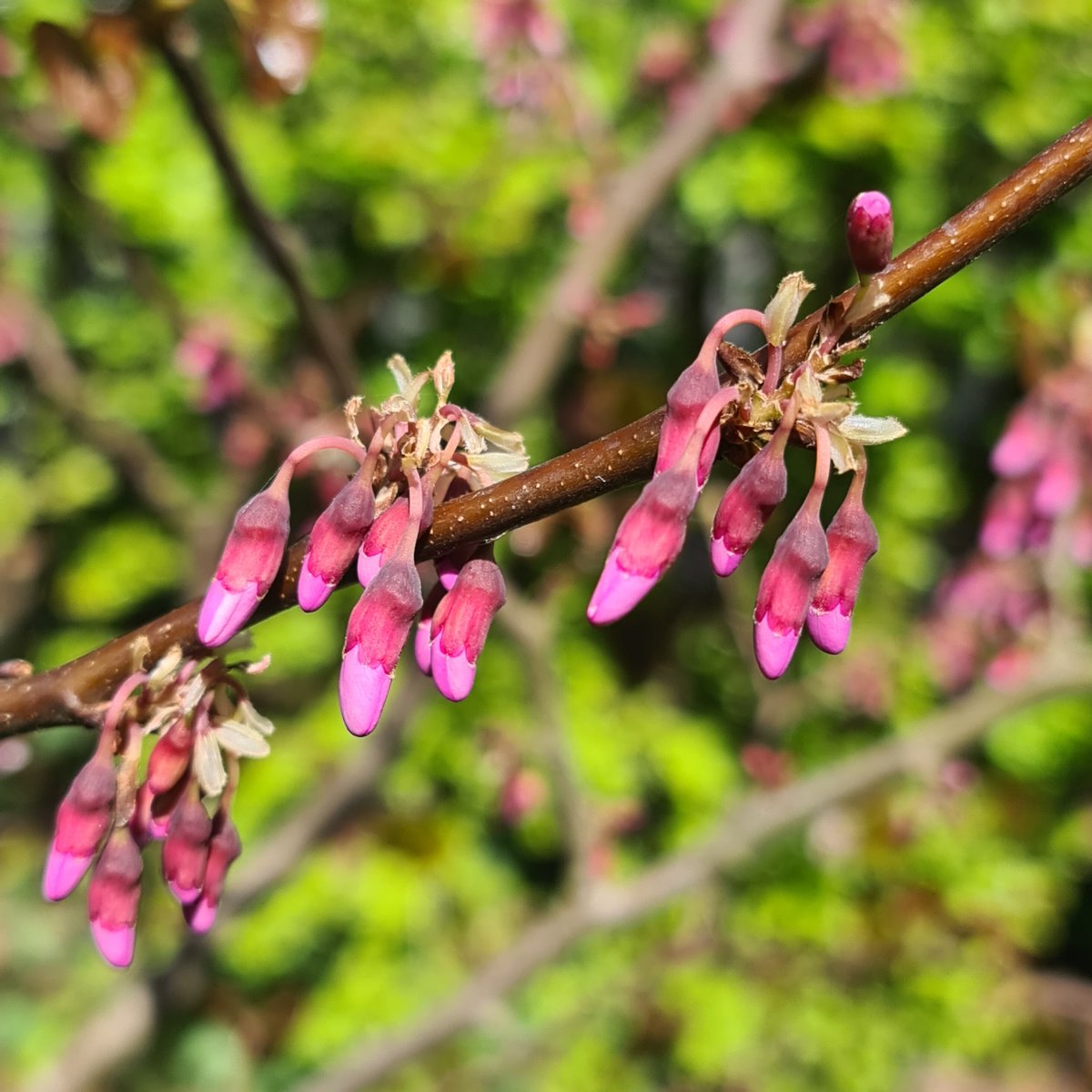 PetesPassis's tweet photo. Masses of flowers appearing on my Cercis canadensis. This may be the best year yet!
#petespassis #cercis #uk #berkshire #canadensis #plants https://t.co/3Rbrj8oAYx
