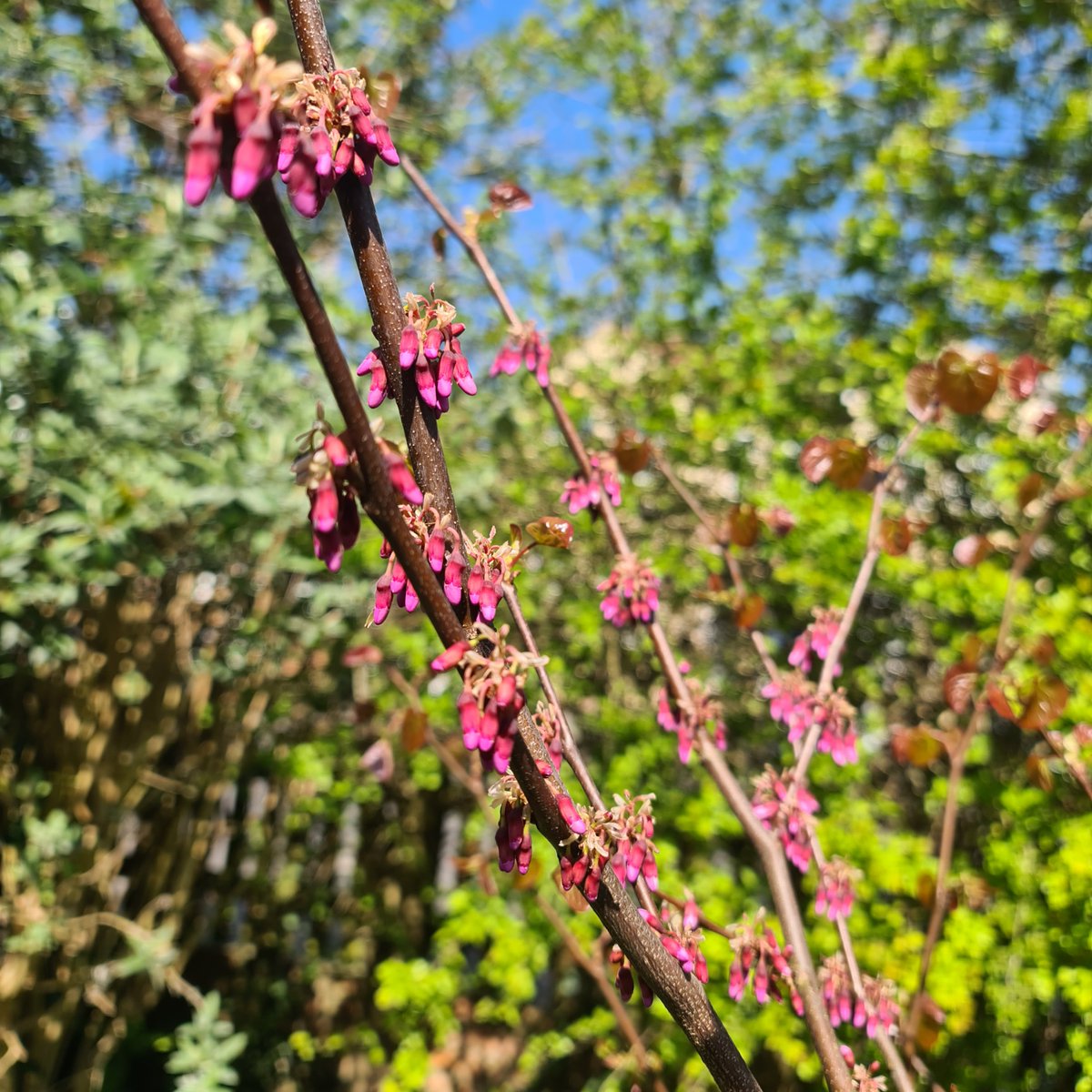 PetesPassis's tweet photo. Masses of flowers appearing on my Cercis canadensis. This may be the best year yet!
#petespassis #cercis #uk #berkshire #canadensis #plants https://t.co/3Rbrj8oAYx