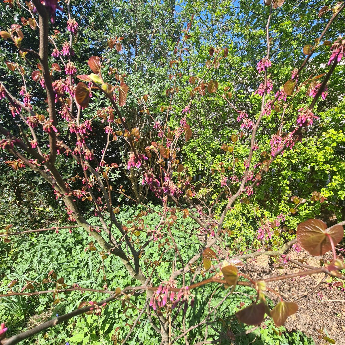 PetesPassis's tweet photo. Masses of flowers appearing on my Cercis canadensis. This may be the best year yet!
#petespassis #cercis #uk #berkshire #canadensis #plants https://t.co/3Rbrj8oAYx