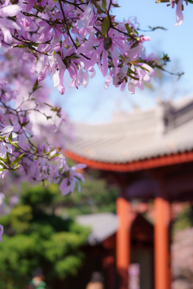 JourneyCharming's tweet photo. Gm fam 🔆🌸

🥳🥳  SOOOLD  🥳🥳

Sold my second photograph on @SkurpySocial 

Huge thank you to dear @BrastionOG for collecting “Under Sakura Skies” and “Serenity” 🩵🌸❤️🌸🩵

More from this collection 🔗⤵️ https://t.co/NruLcanbUw