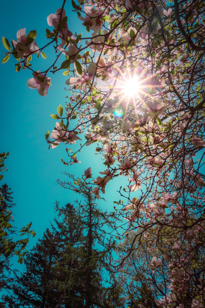 JourneyCharming's tweet photo. Gm fam 🔆🌸

🥳🥳  SOOOLD  🥳🥳

Sold my second photograph on @SkurpySocial 

Huge thank you to dear @BrastionOG for collecting “Under Sakura Skies” and “Serenity” 🩵🌸❤️🌸🩵

More from this collection 🔗⤵️ https://t.co/NruLcanbUw