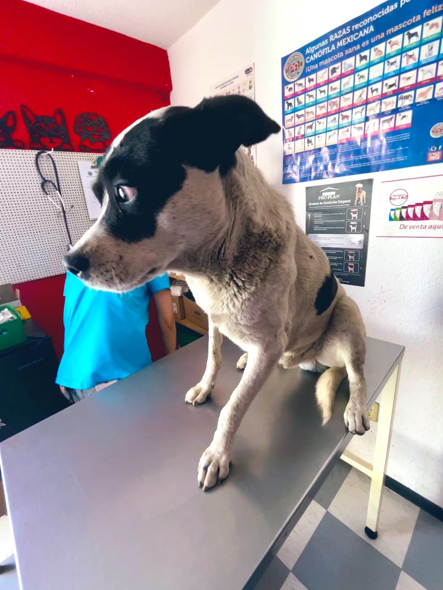 MapacheRex's tweet photo. A Duke le ha pasado de todo: Le mordieron su pierna, lo abandonaron, le dió TVT, lo comían las pulgas y ahora tiene otra cosa. Requiere estudios. Haré Tonti-Dibujos para combatir la IA y atender a este perro de la calle. ¿Quieres apuntar a tu mascota? ¡Que sea 2X1! https://t.co/Z35Fv7fSl3