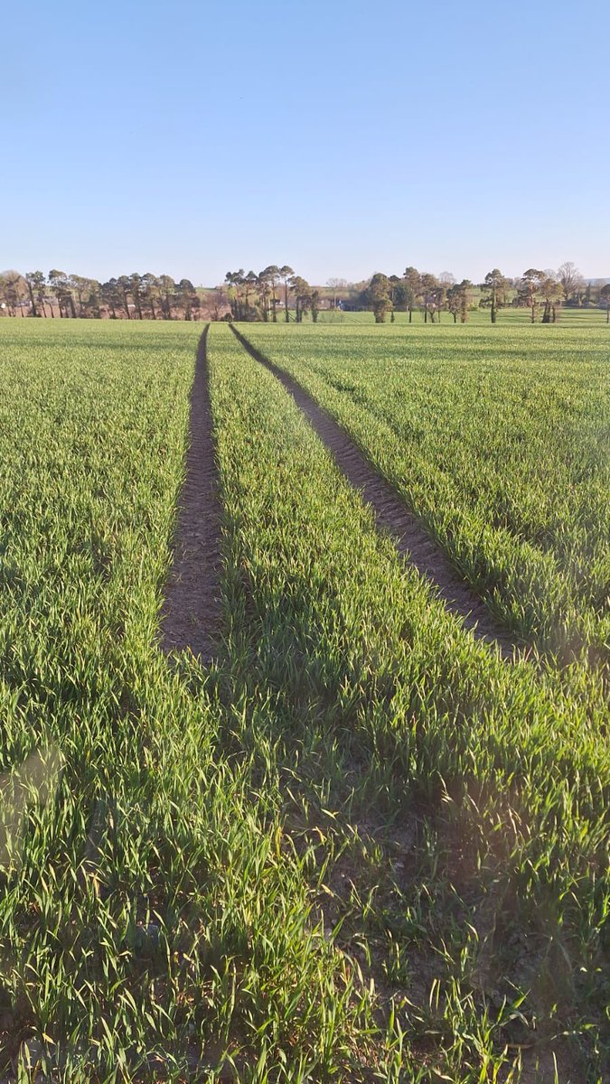 Dermot Campion (@dcampion244) on Twitter photo A smashing <a href="/Goldcrop/">Goldcrop</a> Fitzroy Winter Wheat Crop. Flying it but could do with a drop of 💦but looks like <a href="/MetEireann/">Met Éireann</a> say it’s coming <a href="/DonieFitz/">Donal Fitzgerald</a> <a href="/John_Dunne_/">John Dunne</a> <a href="/LiffeyMills/">Liffey Mills</a> A smashing <a href="/Goldcrop/">Goldcrop</a> Fitzroy Winter Wheat Crop. Flying it but could do with a drop of 💦but looks like <a href="/MetEireann/">Met Éireann</a> say it’s coming <a href="/DonieFitz/">Donal Fitzgerald</a> <a href="/John_Dunne_/">John Dunne</a> <a href="/LiffeyMills/">Liffey Mills</a>