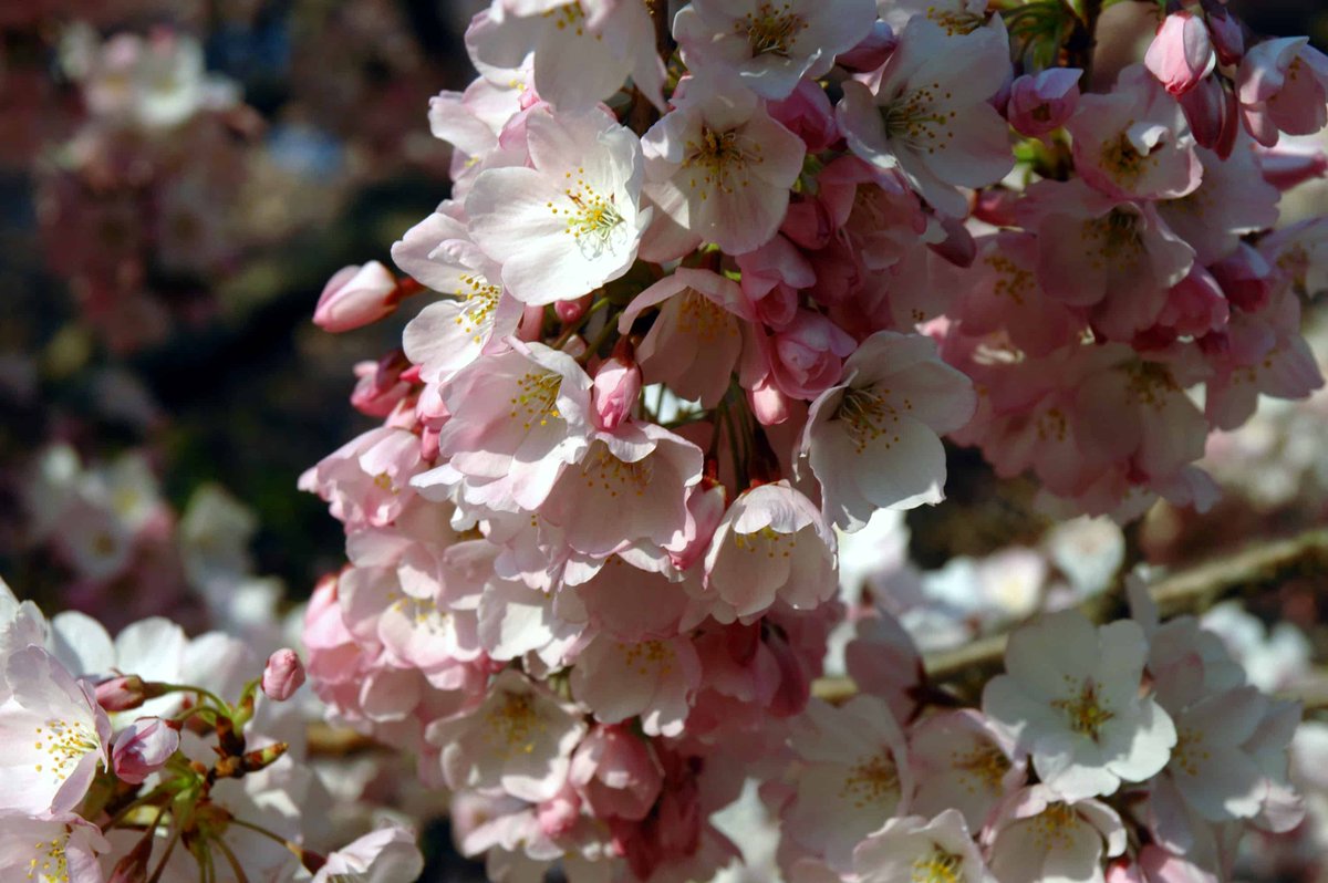 Celebrate Columbus’s Cherry Blossoms – As the Cherry Blossom Festival wraps up, there is still plenty of fun to be had 👉 thenewcolumbus.com/celebrate-colu…

As the festival begins to wrap up, there is still plenty of fun to be had before it ends on April 14.