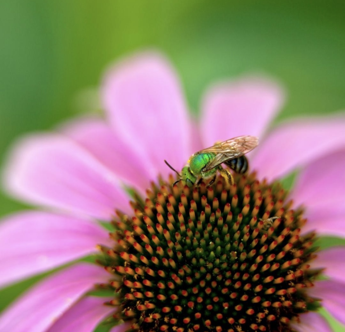April is a reminder of the incredible #diversity of life in our #ecosystems. Did you know that #Canada is home to over 850 native #bee species? Check out Episode 9 of our What the f** biodiversity?* #podcast to dive deep into the world of bee #conservation!oursafetynet.org/what-the-fk-is…
