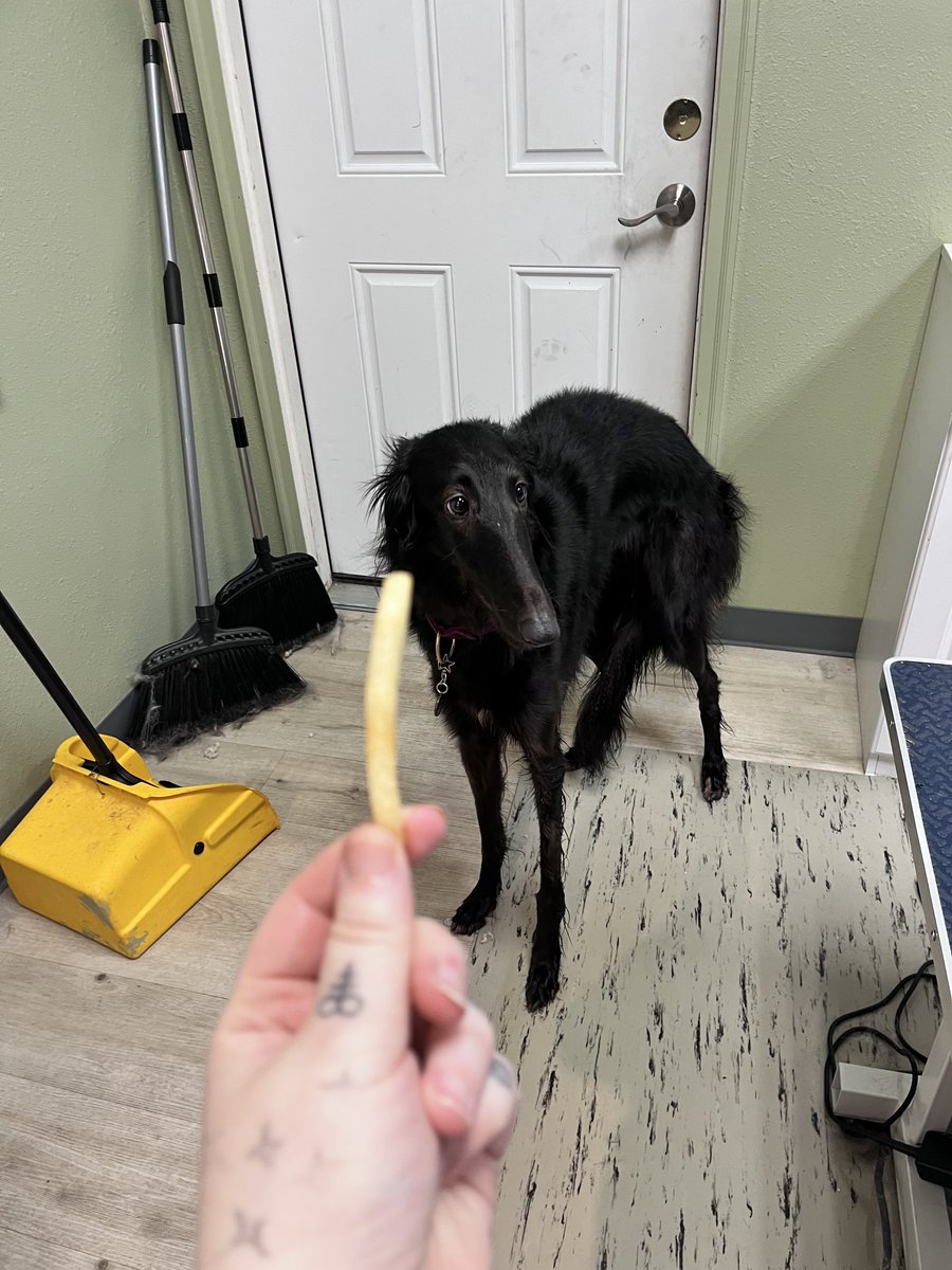 mutetroop's tweet photo. WHY DONT YOU WANT MY FRENCH FRY https://t.co/g7jsMFm6M8