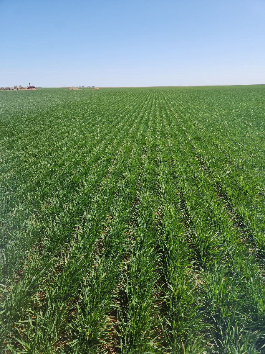 FVCDustyRunner tweet media