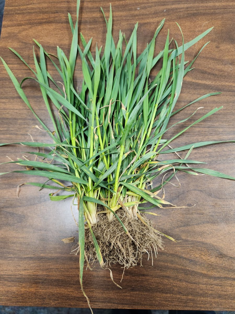 FVCDustyRunner tweet media