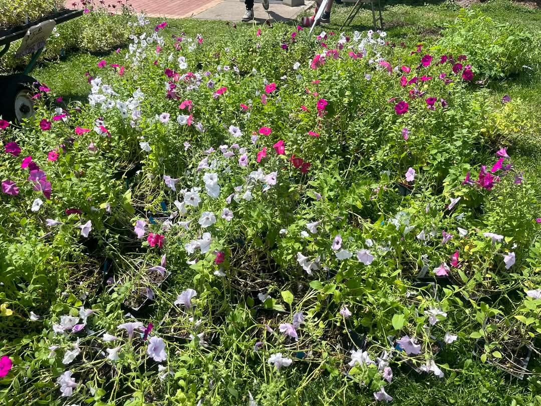 EVERYTHING BUT FERNS AND HANGING BASKETS ARE $1! Fans don’t like us today and we need them gone! 

six packs and pots $1 each 

Ferns are still $20 each or two for $35 for boston or Kimberly $10 each or two $15