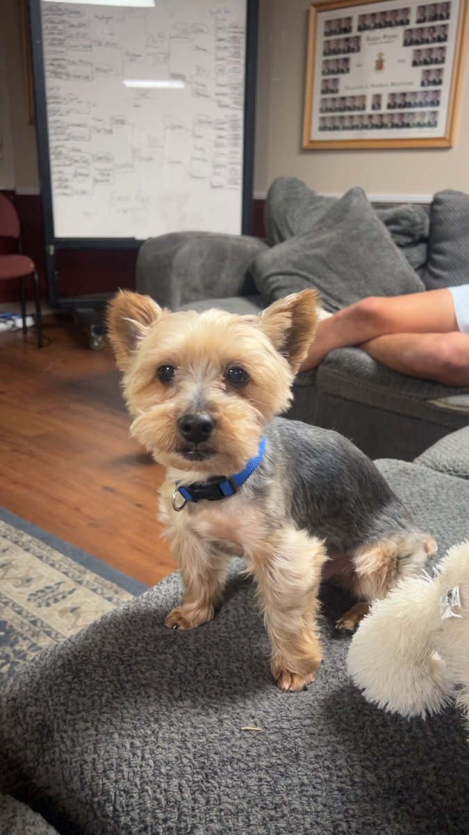 Kappa Sigma tweet media