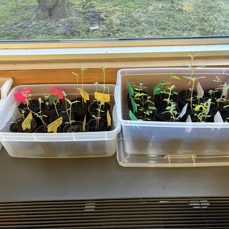 SaginawISD's tweet photo. Hemmeter A: growing green thumbs and great minds🌱🧠✨ #KinderGardeners #LearningInBloom #WeekoftheYoungChild https://t.co/tWfRxAEXKV