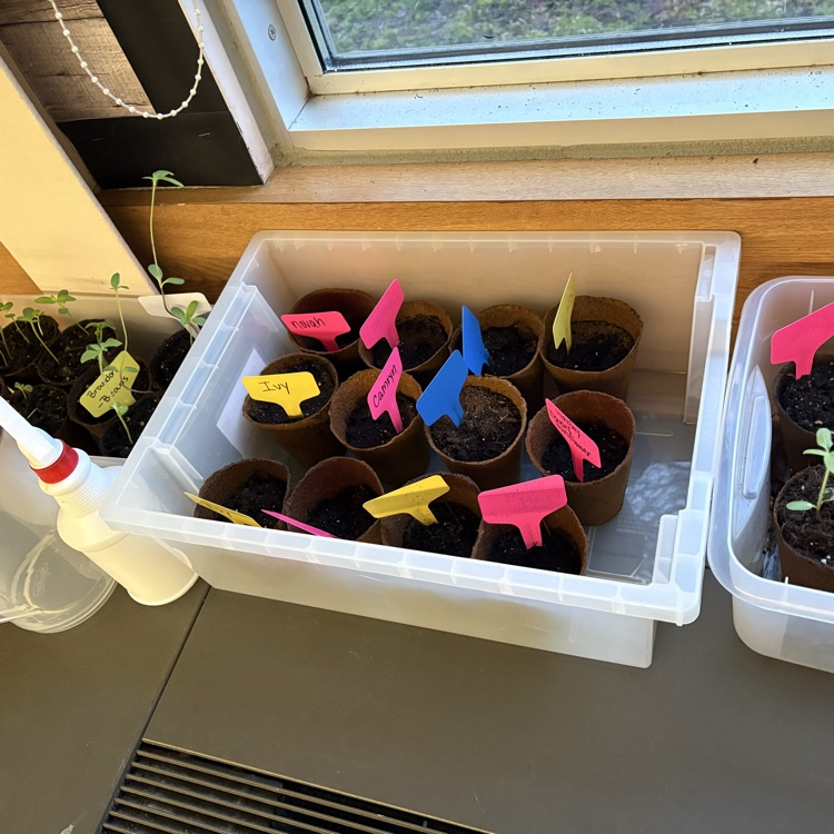 SaginawISD's tweet photo. Hemmeter A: growing green thumbs and great minds🌱🧠✨ #KinderGardeners #LearningInBloom #WeekoftheYoungChild https://t.co/tWfRxAEXKV