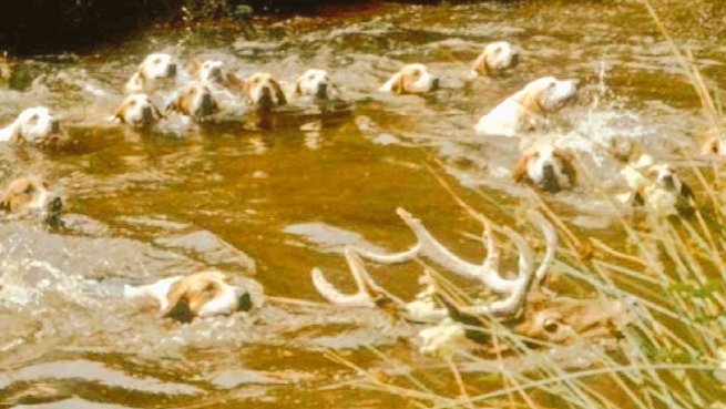 jolly_angelina's tweet image. I once believed the UK was a nation of #animal lovers. Yet  illegal #HuntingWithDogs,  needlessly #culling vast numbers of #badgers + #horse + #greyhound racing is allowed to continue. Pls speak up for those who have no voice @AmeleaTeckel @BadgerTrust @HuntSabs @ChrisGPackham