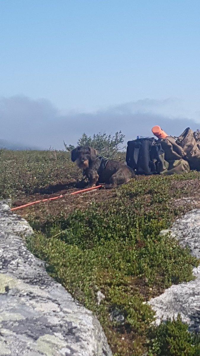 Espen (@pedersen_e93923) on Twitter photo 