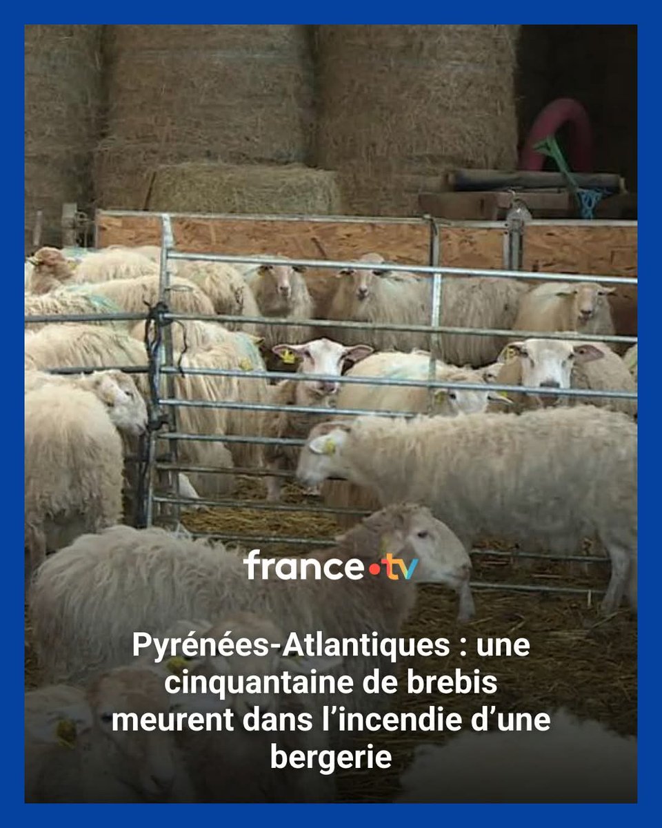 YaelAngel20's tweet image. Brûlées vives dans leur prison

 #élevage #LaitDeBrebis #ProduitsLaitiers 

france3-regions.francetvinfo.fr/nouvelle-aquit…