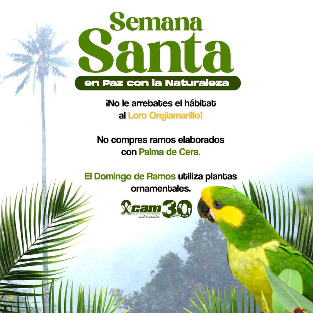 CAMHUILA's tweet photo. Este #DomingoDeRamos no utilicemos los tradicionales ramos elaborados con Palma de Cera. 
La Palma de Cera es el hábitat de especies de fauna, en especial del Loro Orejiamarillo y al talar este árbol para elaborar los ramos, muchos animales se quedan sin hábitat y sin alimento. https://t.co/cjXuRZp5An