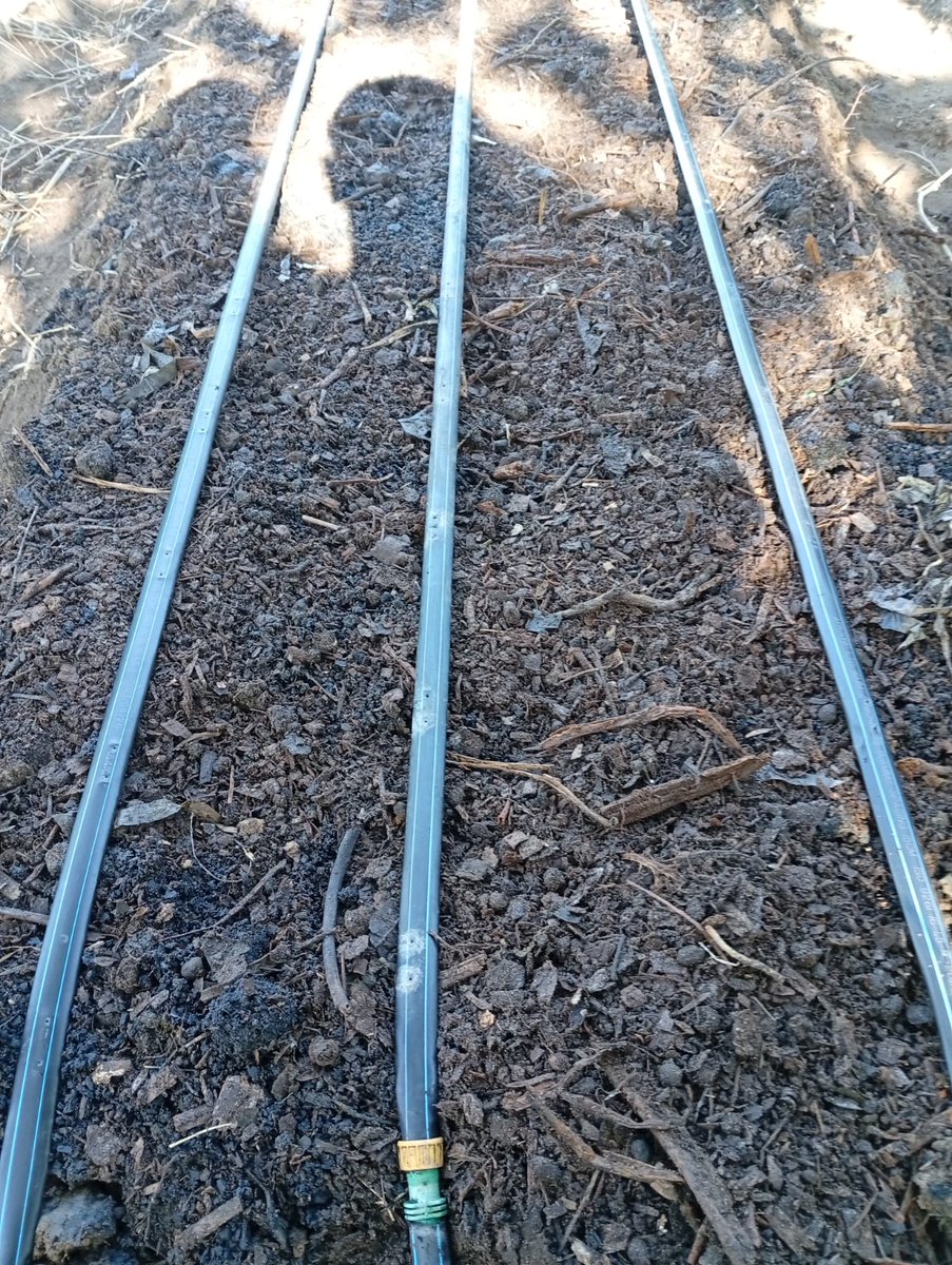 MagreenMorganic's tweet photo. Our market garden beds are amended using #biochar and high quality #compost before planting. This makes a major difference and helps our sandy soil retain moisture and nutrients. #growsoil #soilhealth https://t.co/mHK3shnPLY